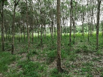 ขายที่ดินสวนยางติดลำห้วย พิกัดหลังบ้านโนนสมบูรณ์ ต.คำเขื่อนเเก้ว อ.สิรินธร จ.อุบลราชธานี